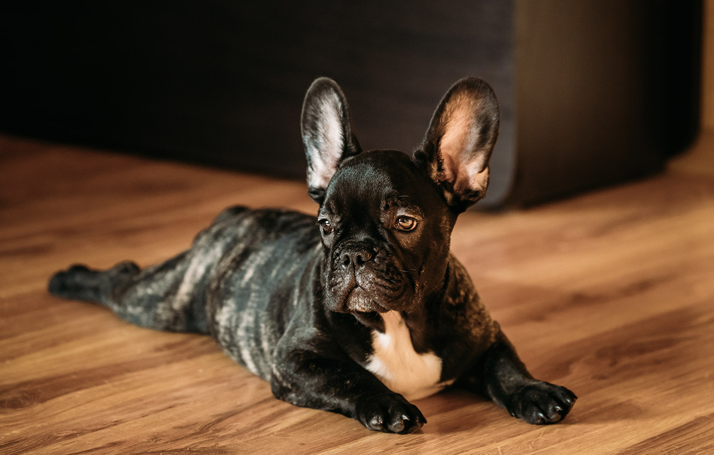 dunkle Französische Bulldogge auf einem hellen Laminatboden